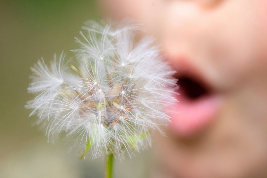 Ein Kind pustet eine Pusteblume, Sinnbild für Loslassen und Zutrauen.