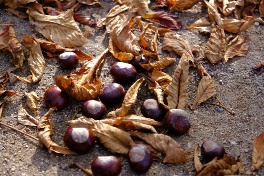Frisch gefallene Kastanien auf dem Herbstboden, Sinnbild für die Zeit, die sich dehnt, wenn wir ganz bei einer Sache sind.