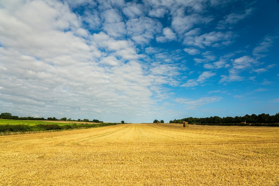 Ein reifes Feld im Spätsommer als Sinnbild für die Scham