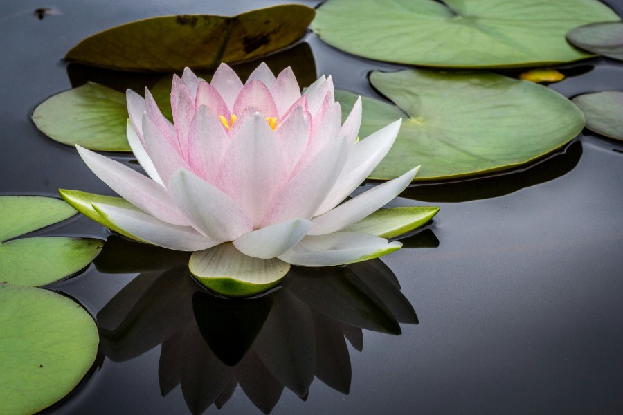 Lotusblüte auf dunklem Wasser als Sinnbild für Wachstum aus dem eigenen Ursprung